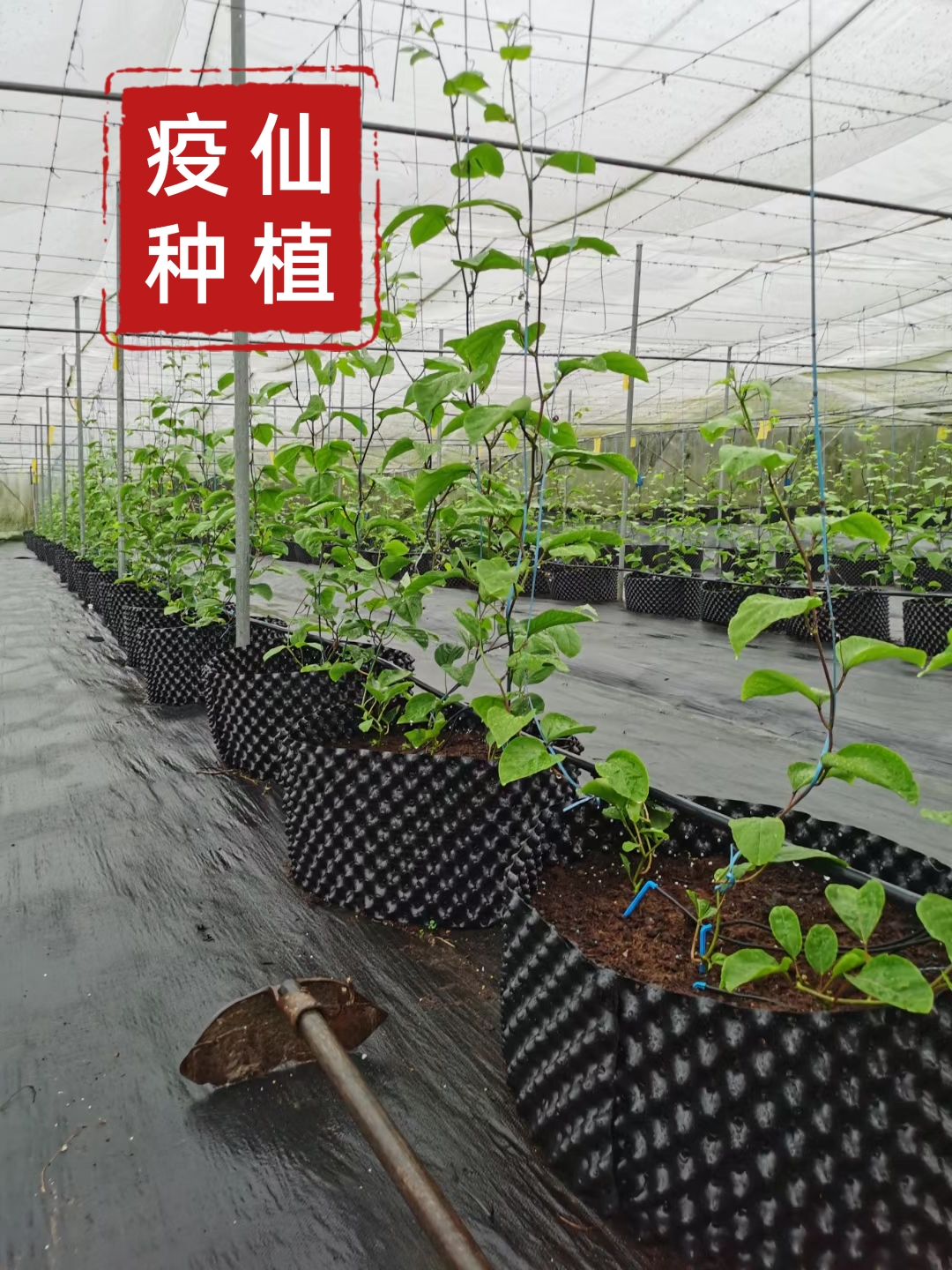 钦蜜九号一代果苗，纯正脱毒，疫仙试验种植第8号基地