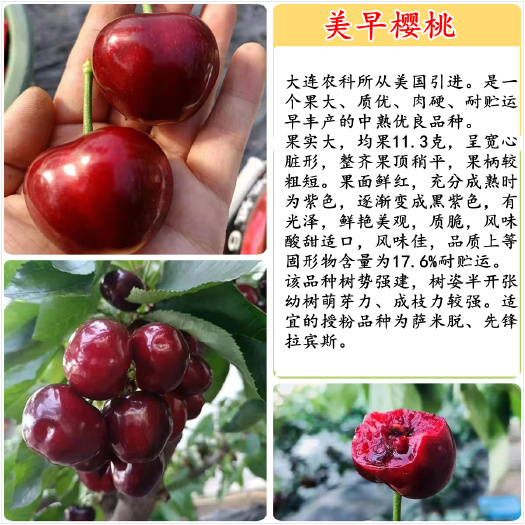 泰安矮化美早樱桃苗