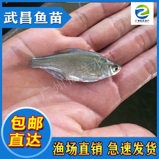广州武昌鱼苗 鳊鱼苗 包邮直达 基地发货