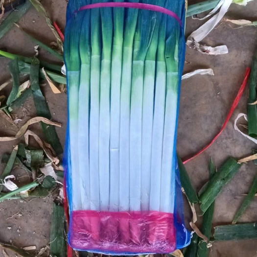 邯郸精品刚葱
