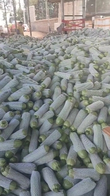 开远市精品西葫芦大量上市