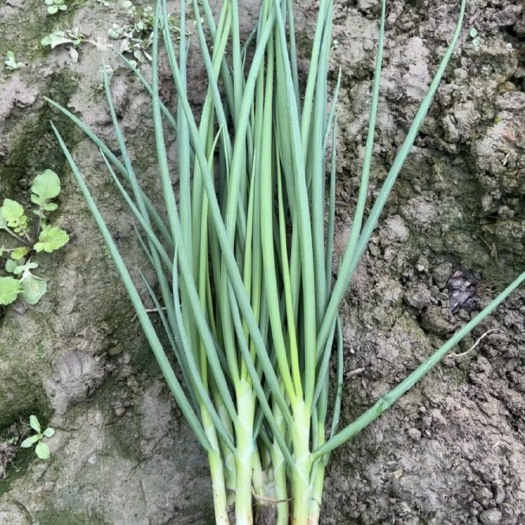 乐山小葱分葱毛葱四季葱乐山市古儿坝万亩香葱种植园小葱