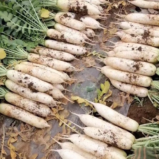 自家种植基地，￼批发价，有老板需要的，联系我￼￼