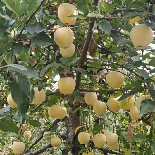 石家庄苹果 奶油苹果