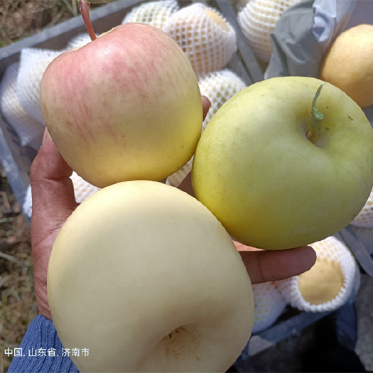 泰安瑞雪苹果苗抗病 高产 高品质