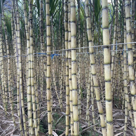 龙州县白玉甘蔗