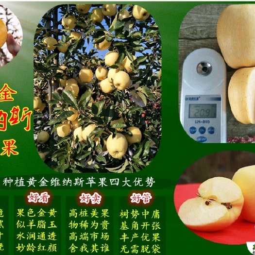 泰安维纳斯黄金苹果苗矮化砧维纳斯黄金苹果树苗