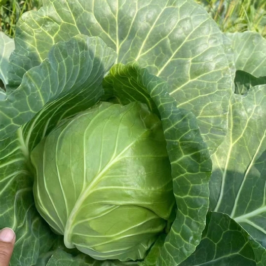 天门市包菜  精品甘蓝 万亩种植基地 交通便利 欢迎老板们合作