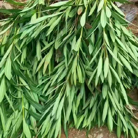 宜良县夹竹桃，小袋，中袋都有货，有需要的老板欢迎来电选购！长期合作