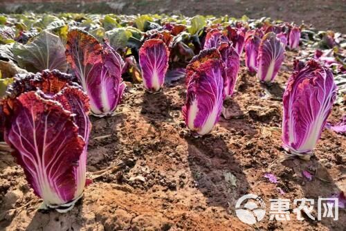 紫白菜种子 紫色白菜种子彩色蔬菜种子品种大田用种 ≥85%