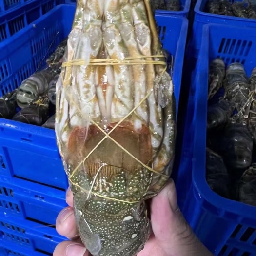 上海生冻小青龙