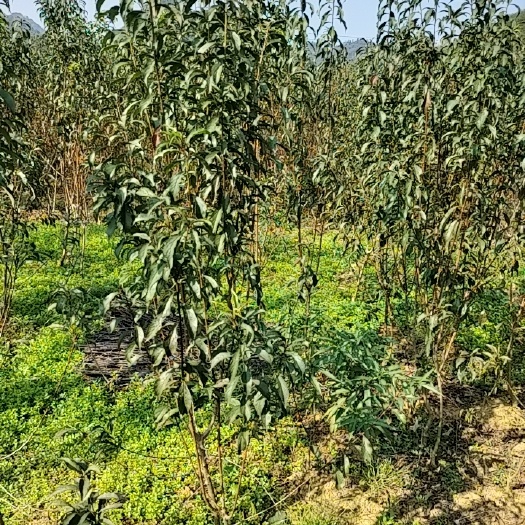 镇宁县蜂糖李苗原产地直销正苗一代嫁接苗挂果枝条嫁接