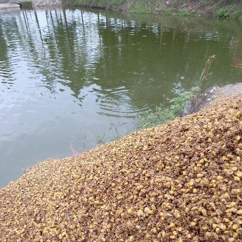 昆明玉米高粱酒糟