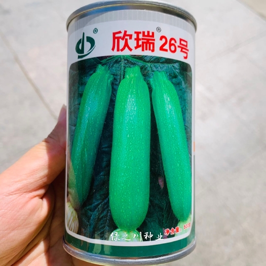 沭阳县欣瑞26号杂交一代西葫芦种子翠绿色瓜码密抗病抗寒西葫芦瓜种籽
