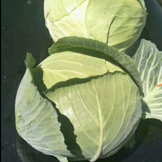 固原大包菜，大量出货