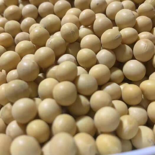 嘉荫县黄大豆