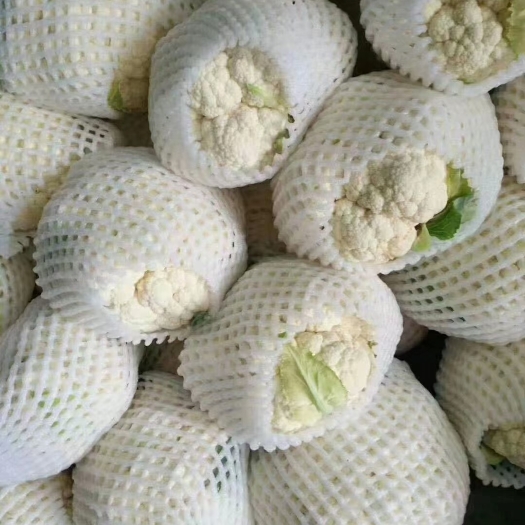三原县白花菜花