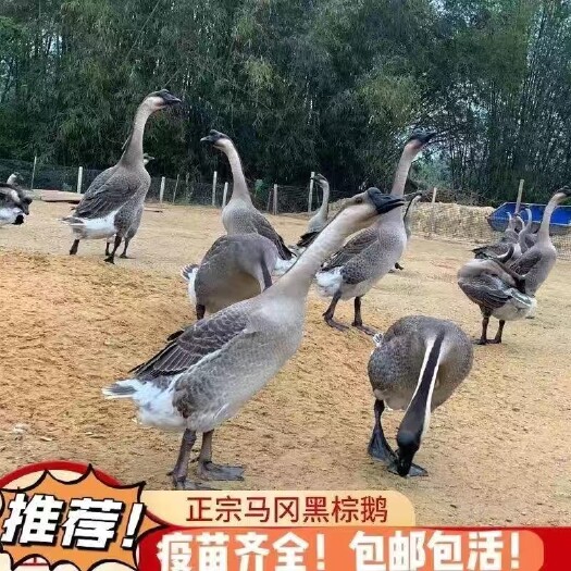 南宁杂交鹅苗厂家直销