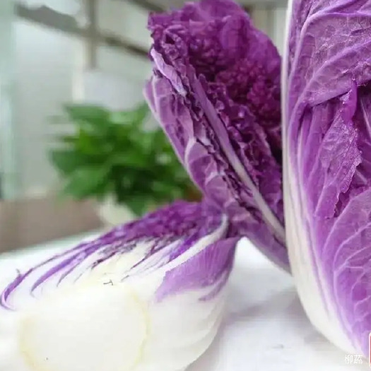 柳州紫白菜