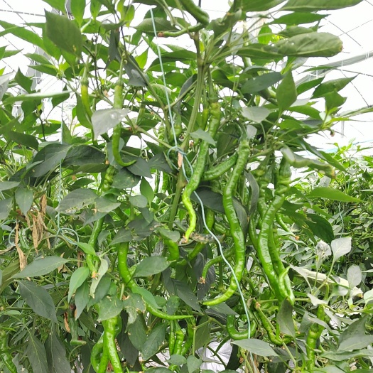 宁都县江西宁都鲜辣椒，螺丝椒，线椒，大量上市