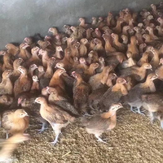 衡南县土鸡苗 脱温鸡苗 青脚土鸡脱温苗 红瑶脱温鸡散养鸡放养土鸡