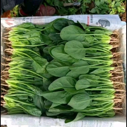 南通菠菜