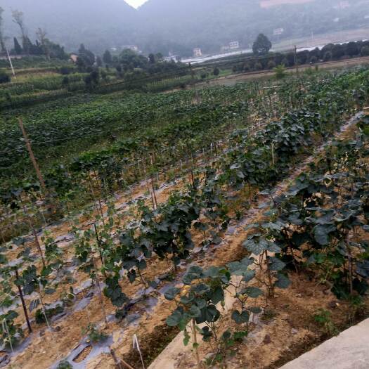重庆市巴南丰盛90亩蔬菜基地转让