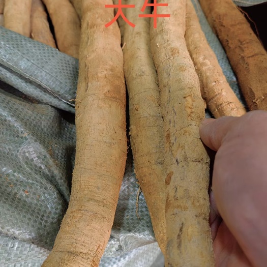 现货供应：新鲜牛大力，老身大条、色泽黄，加工厂一手货源