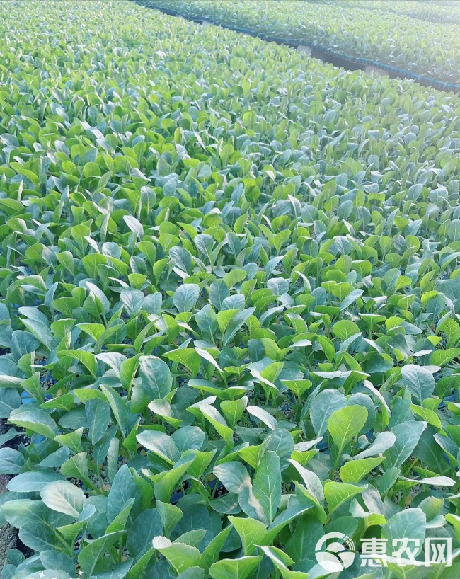 花椰菜苗  80天有机菜花苗 耐寒菜花苗 半松 晚熟品种