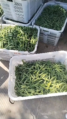 祥云县水果豌豆