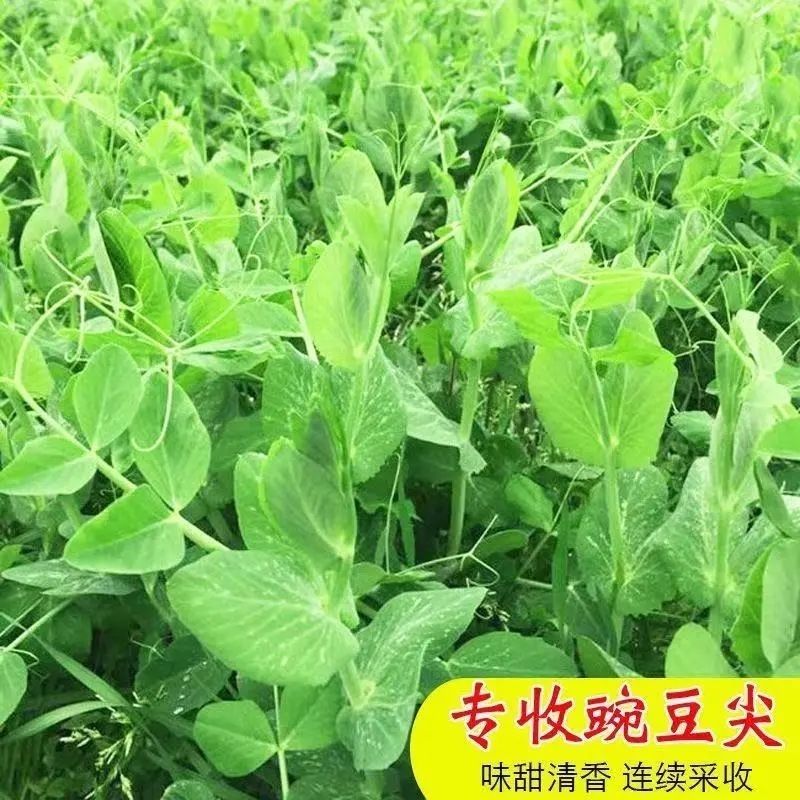 豌豆苗种子