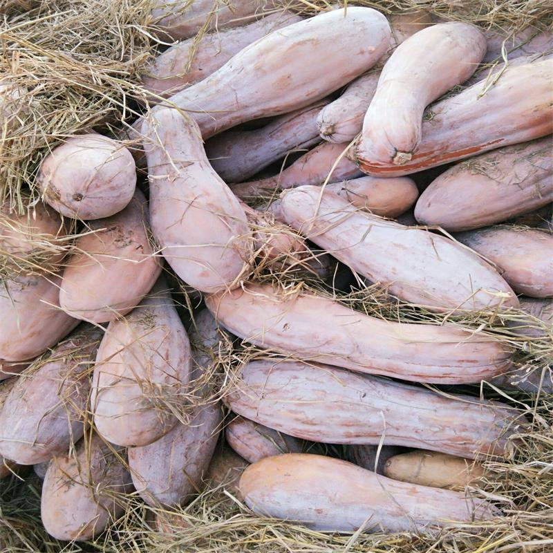 香甜甘面的南瓜种子 蜜本南瓜种子盒装