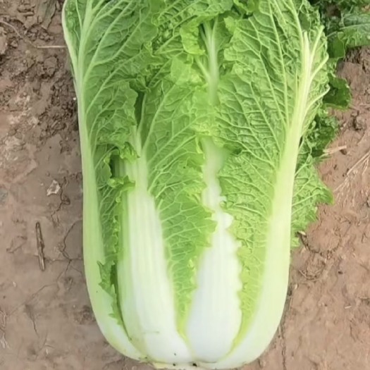 潍坊白菜，大白菜