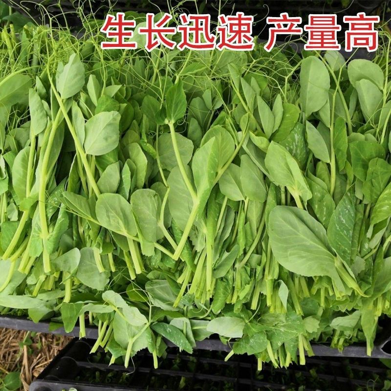 豌豆苗种子