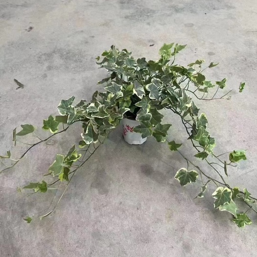 广州常春藤盆栽金边常春藤盆栽爬藤植物吊篮垂吊植物室内挂墙绿植耐寒