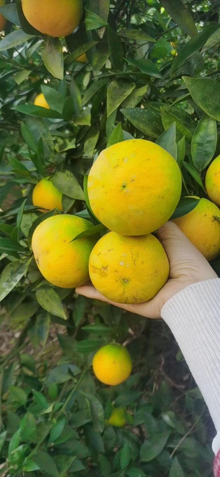 四川橙子，普脐，佛乐橙，一件代发，榨汁果老品种广柑