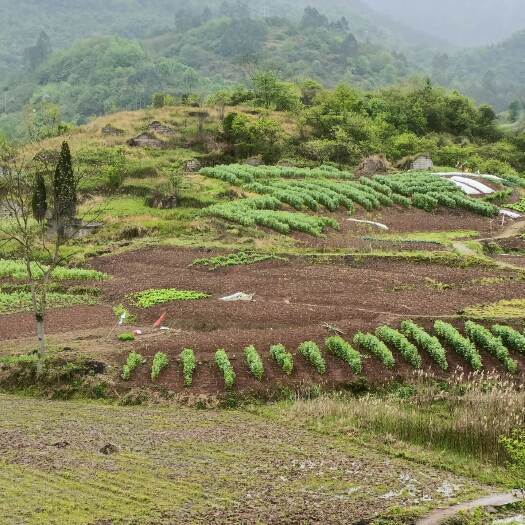 重庆市长寿区800药材种植用地
