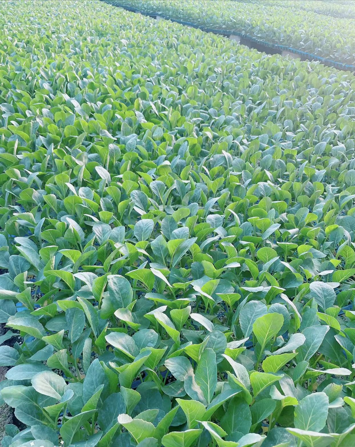 花椰菜苗  80天有机菜花苗 耐寒菜花苗 半松 晚熟品种