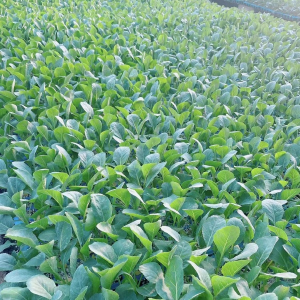 花椰菜苗  80天有机菜花苗 耐寒菜花苗 半松 晚熟品种