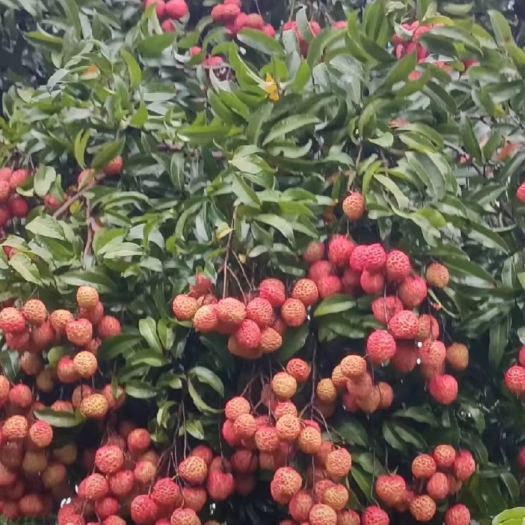 东莞市东莞荔枝  糯米糍  桂味   妃子笑以及观音绿荔枝和龙眼