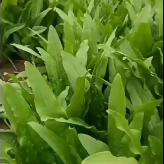 邯郸精品油麦菜