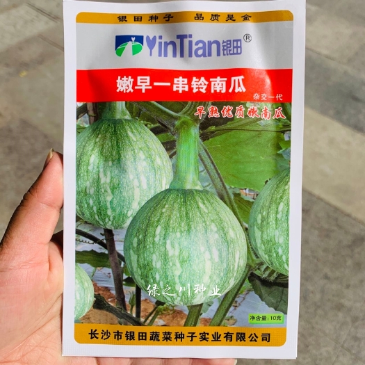 沭阳县一串铃花蓝早熟嫩南瓜种子嫩早串铃南瓜优质杂交菜南瓜种籽扁圆形