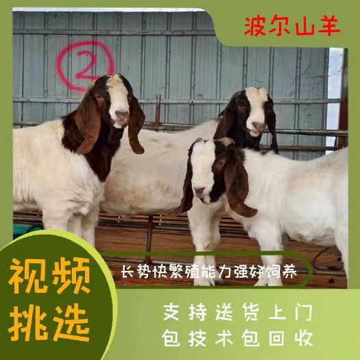 羊波尔山羊长势快繁殖能力强好饲养