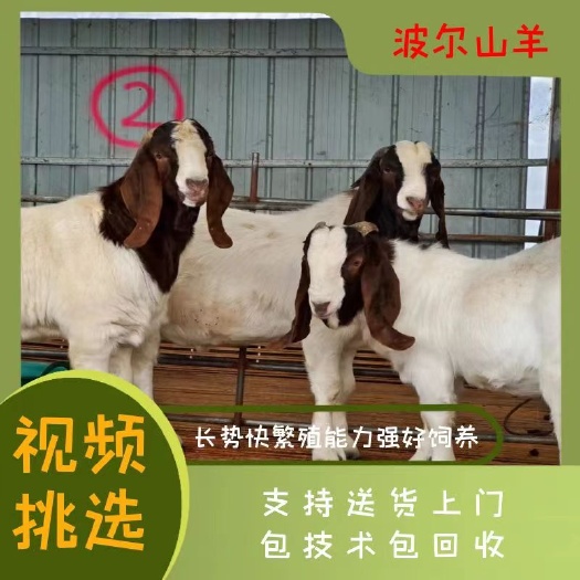 扬中市羊波尔山羊长势快繁殖能力强好饲养