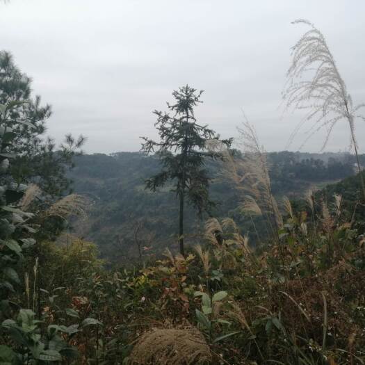 重庆市巴南二圣镇3000亩荒地林地，