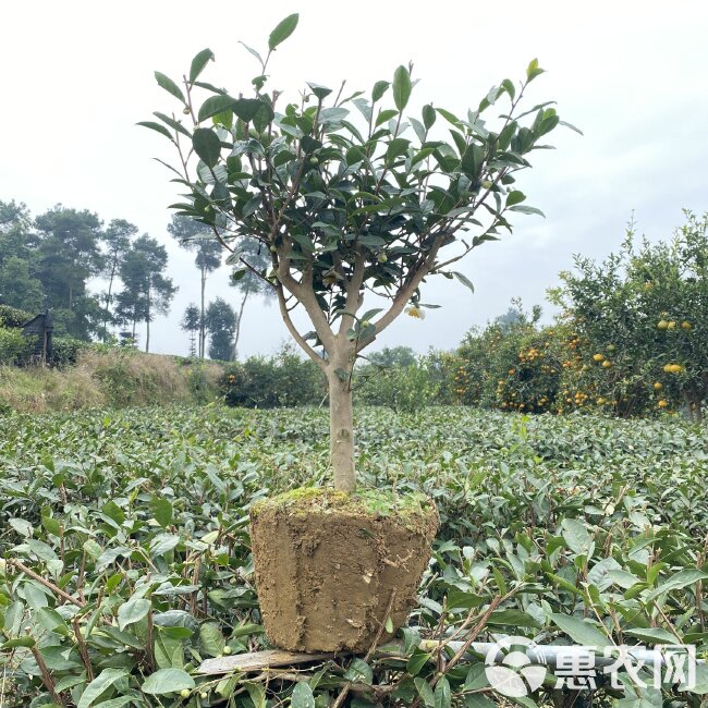 茶树苗 四川茶苗大量供应、品种齐全二证一签