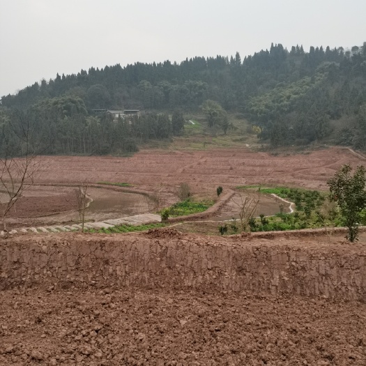 重庆市巴南区二圣镇100亩耕地出租