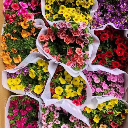 广州矮牵牛花苗盆栽带花百万小玲垂吊舞春花阳台花卉四季开花室外植物