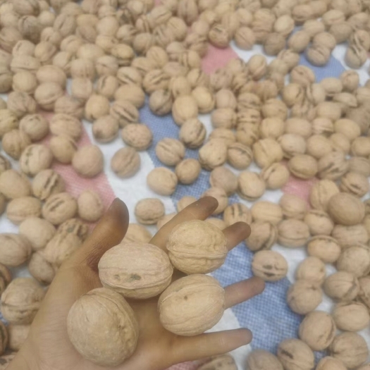 芮城县山西特产清香核桃薄皮农家散装原味大果核桃
