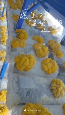 太康县金耳菌包
